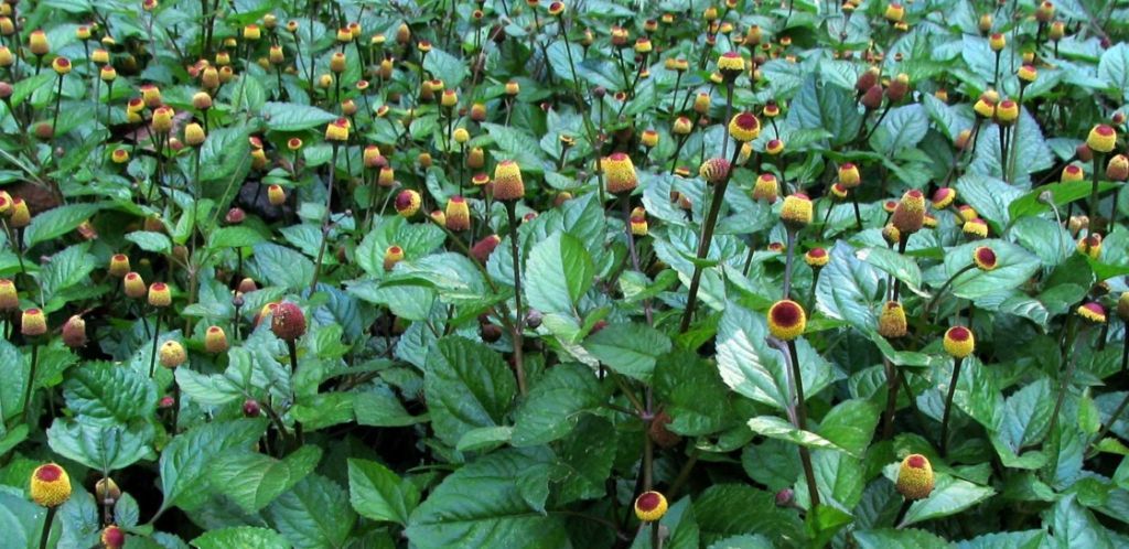 jambuArtigo – CPQBA